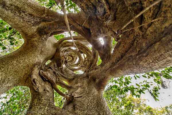 inside a Strangle Fig Tree Sunshine Coast Australia